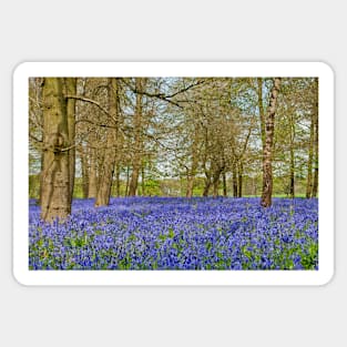 Bluebell Woods Greys Court Oxfordshire UK Sticker